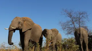 Wild Rainbow African Safaris: Pioneering LGBTQ+ Inclusive Adventures in Africa