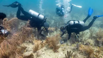 Scientists transplant crossbred corals to help save Miami's reefs from climate change