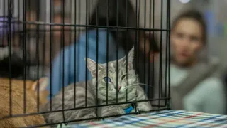 U.S. Cat Adoption Trends Shift as Shelters Face Ongoing Capacity Challenges in 2025